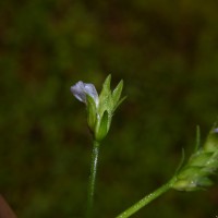 Rungia pectinata (L.) Nees